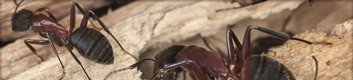 Close-up of ants on wood showing an active ant infestation in Boca Raton, FL