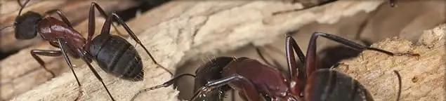 Close-up of ants on wood showing an active ant infestation in Boca Raton, FL