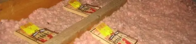 Mouse traps placed in an attic for rodent control in Boca Raton, FL