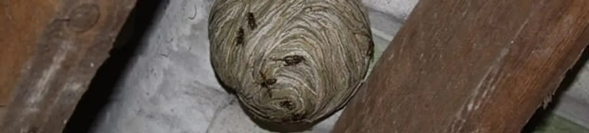 Wasp nest in an attic space, a common home infestation risk in Boca Raton, FL