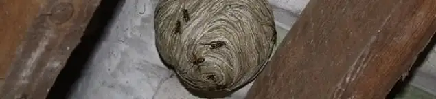 Wasp nest in an attic space, a common home infestation risk in Boca Raton, FL