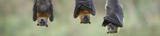 Bats roosting together, a common sign of a bat infestation in Boca Raton, FL