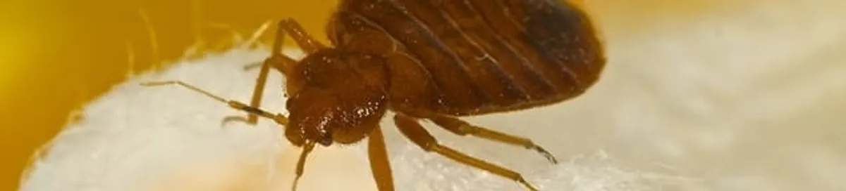 Close-up of a bed bug, a sign of an active infestation in Boca Raton, FL
