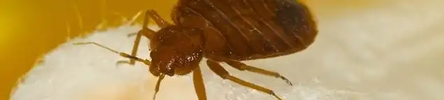 Close-up of a bed bug, a sign of an active infestation in Boca Raton, FL