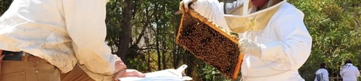 Bee removal specialists relocating a hive and honeycomb safely in Boca Raton, FL