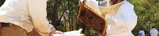 Bee removal specialists relocating a hive and honeycomb safely in Boca Raton, FL