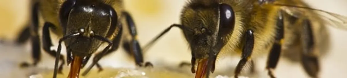 Close-up of honey bees, a sign of a nearby hive in Boca Raton, FL
