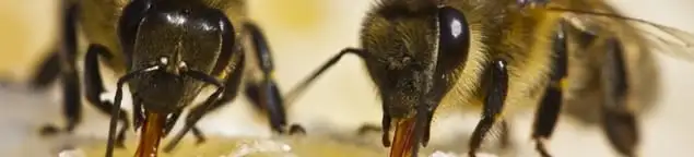 Close-up of honey bees, a sign of a nearby hive in Boca Raton, FL