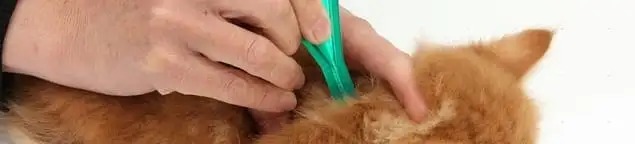 Flea treatment for pets using a flea comb, a sign of flea problems in Boca Raton, FL