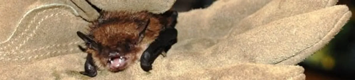 Bat removal specialist holding a bat safely during humane exclusion in Boca Raton, FL