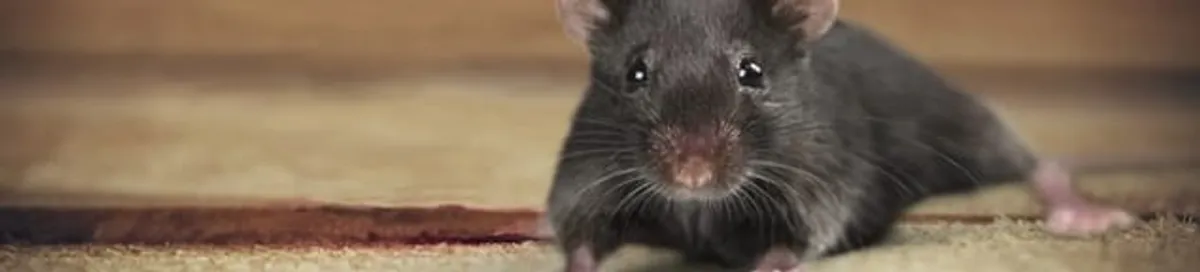 Mouse indoors, a common sign of a rodent infestation in Boca Raton, FL