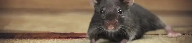 Mouse indoors, a common sign of a rodent infestation in Boca Raton, FL