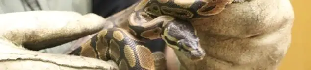 Snake removal specialist safely handling a snake with protective gloves in Boca Raton, FL