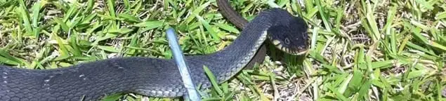 Snake in a yard, a common sign of a snake problem near a home in Boca Raton, FL