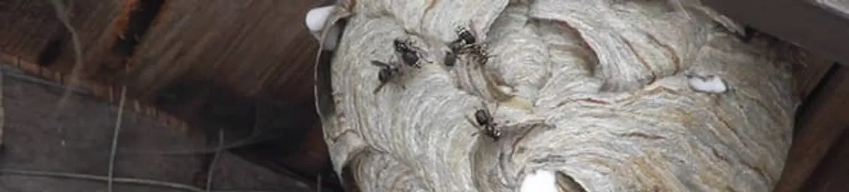 Close-up of a wasp nest with active wasps, a sign of an infestation in Boca Raton, FL
