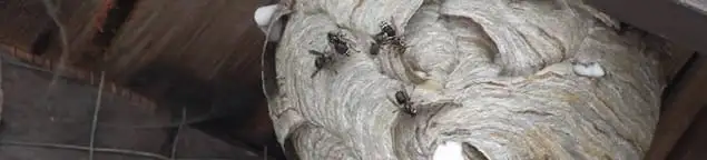 Close-up of a wasp nest with active wasps, a sign of an infestation in Boca Raton, FL